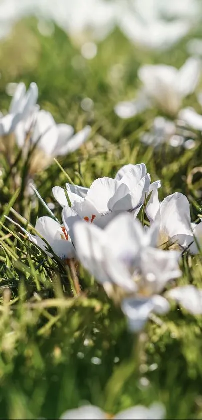 Adorable bunny nestled in a field of white flowers and green grass.