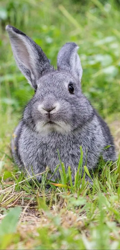 Gray bunny sitting in lush green grass, perfect for a natural phone wallpaper.