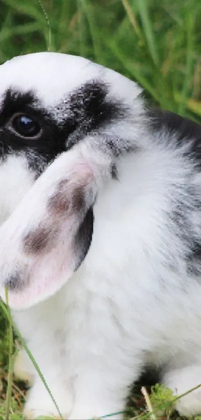 Black and white bunny on green grass field.