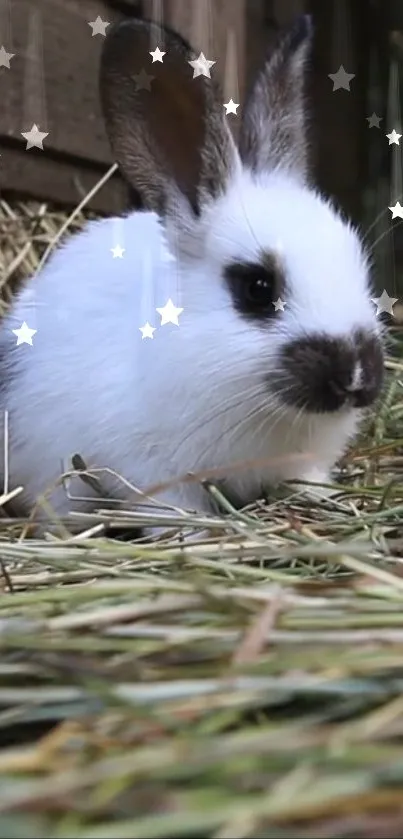 White bunny resting on hay with star effects.