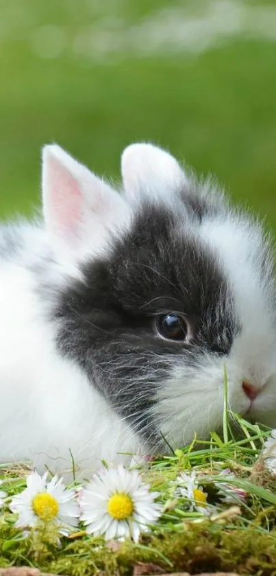 Adorable bunny surrounded by spring flowers.