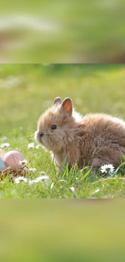 Fluffy bunny in grass with Easter eggs, spring scene.