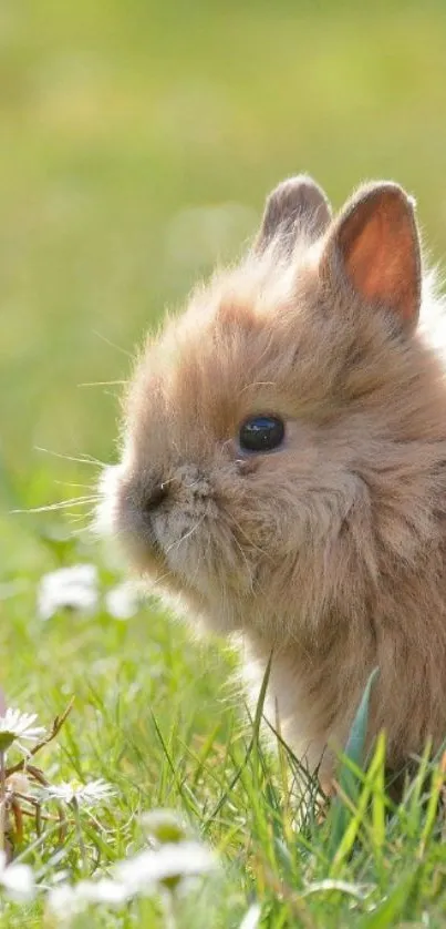 Adorable fluffy bunny sitting in a green meadow with flowers.