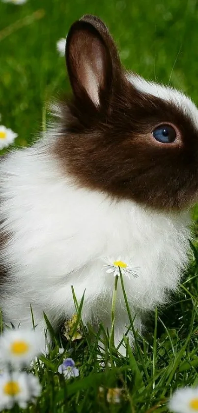 Cute brown and white bunny in a spring meadow background.