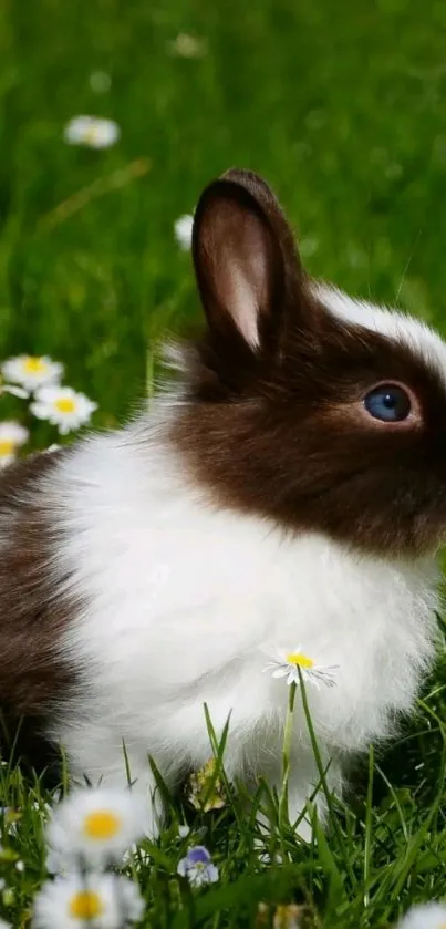 Cute bunny in green meadow with daisies.