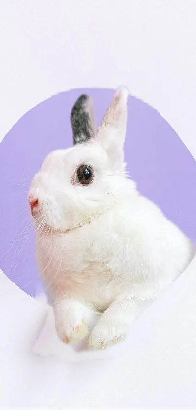 White bunny with purple circle background.