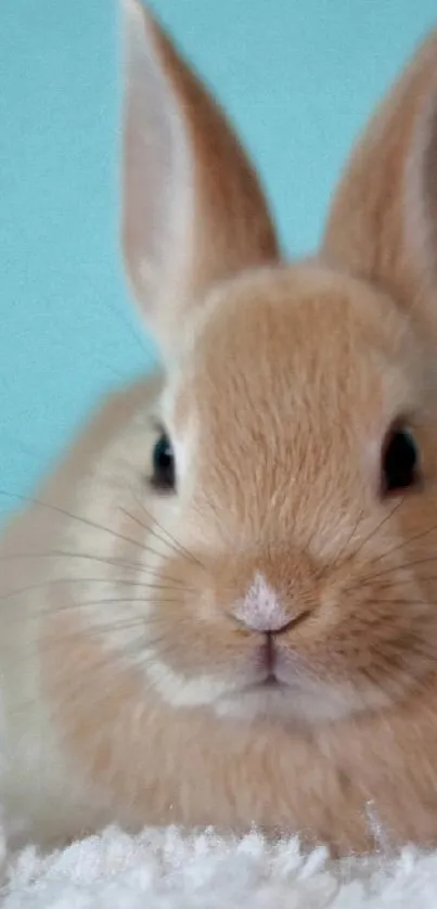 A cute fluffy bunny on a blue background.