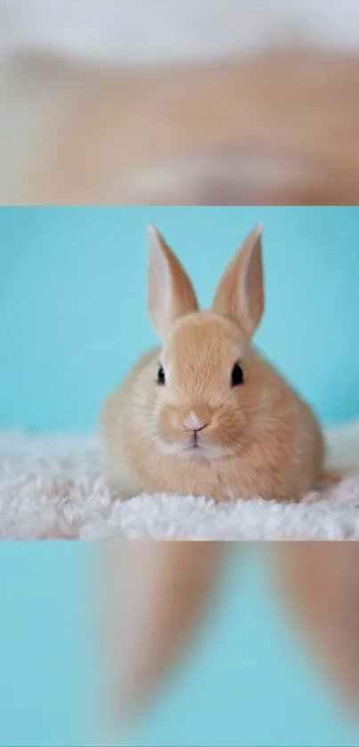 Adorable fluffy bunny on a light blue background.