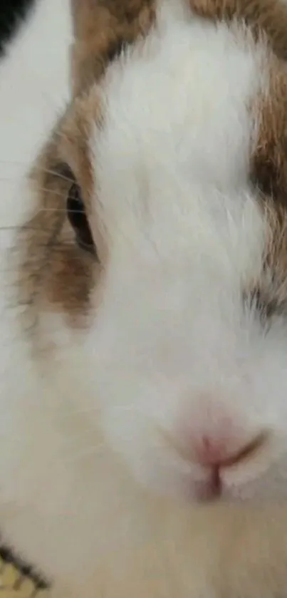 Close-up of an adorable bunny with soft white and brown fur.