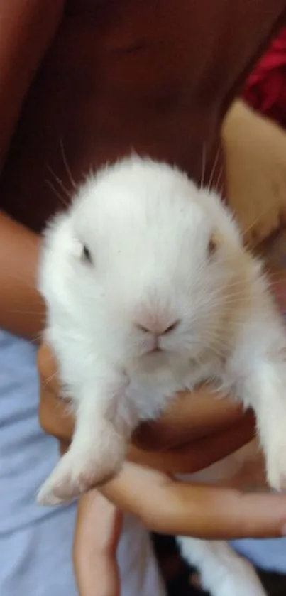 Cute baby bunny being held gently, ideal mobile wallpaper image.