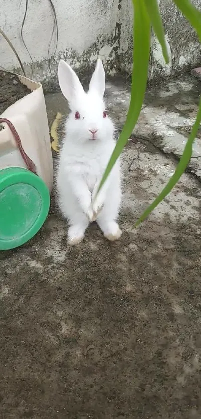 Fluffy white bunny with pink eyes outdoors.