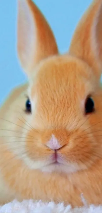 Close-up of a cute brown bunny on a blue background.