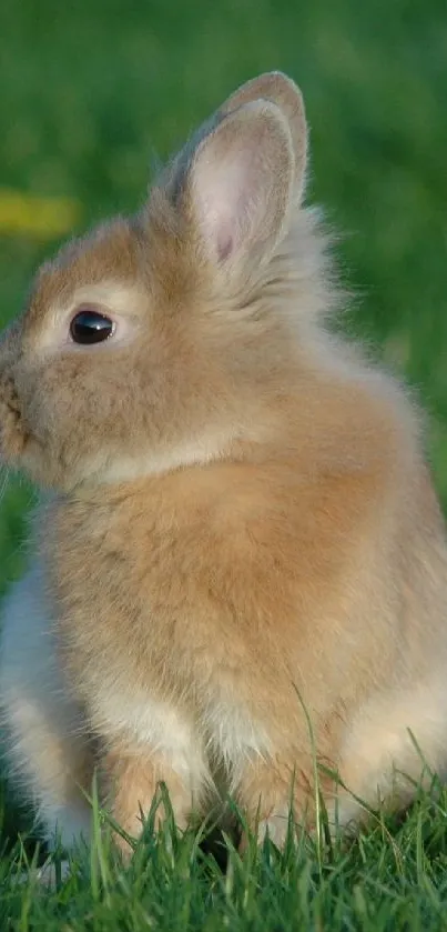 Adorable brown bunny on lush green grass, perfect mobile wallpaper.