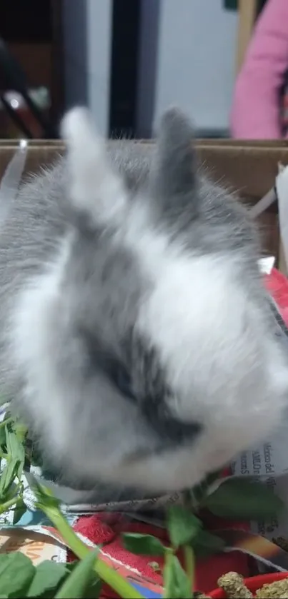 Fluffy grey and white bunny on green leaves.