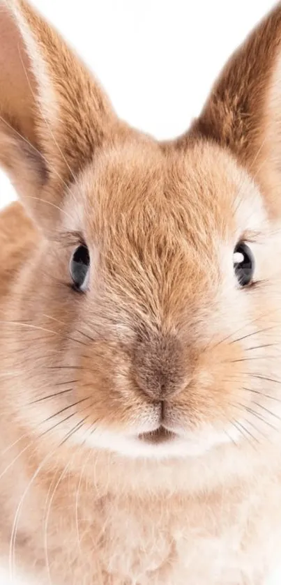 Cute fluffy bunny with light brown fur staring adorably