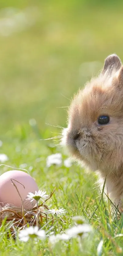 Fluffy bunny sitting in a meadow with pastel Easter eggs nearby.