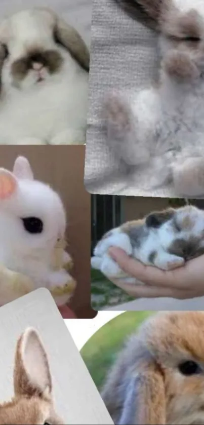 Collage of fluffy, cute bunnies in various poses.