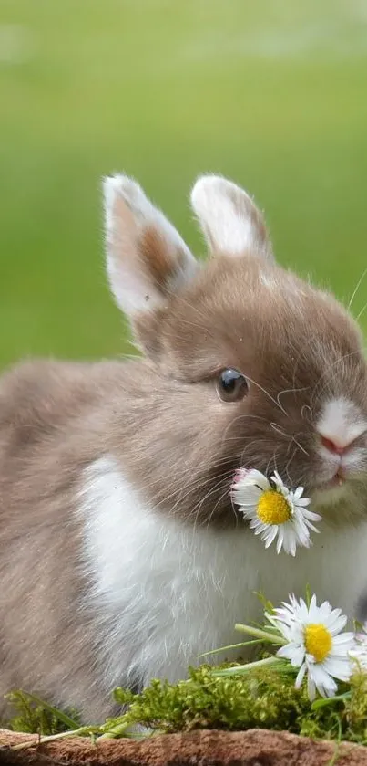 Adorable bunny holding daisies on green background, perfect mobile wallpaper.