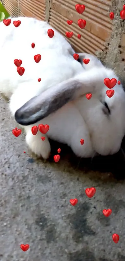 White bunny sleeping with red hearts around.