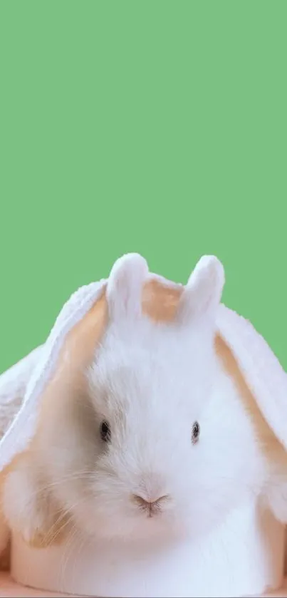 Cute white bunny under a towel on a green background.