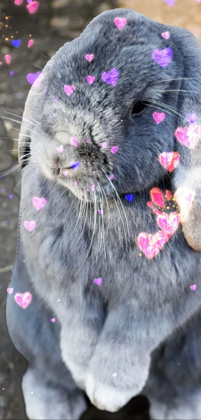 Gray bunny with heart effects on mobile wallpaper.