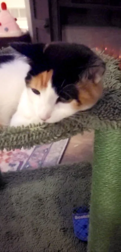 Calico cat resting on a green platform.