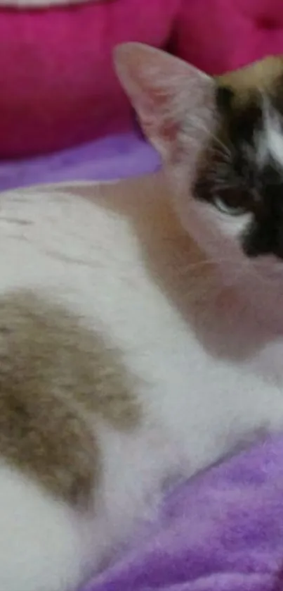 Cute calico cat resting on a soft purple blanket.