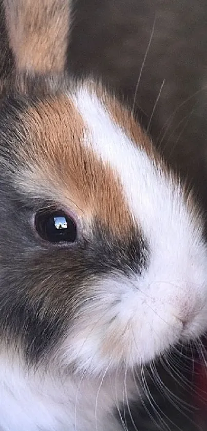 Cute calico rabbit wallpaper with a close-up view.