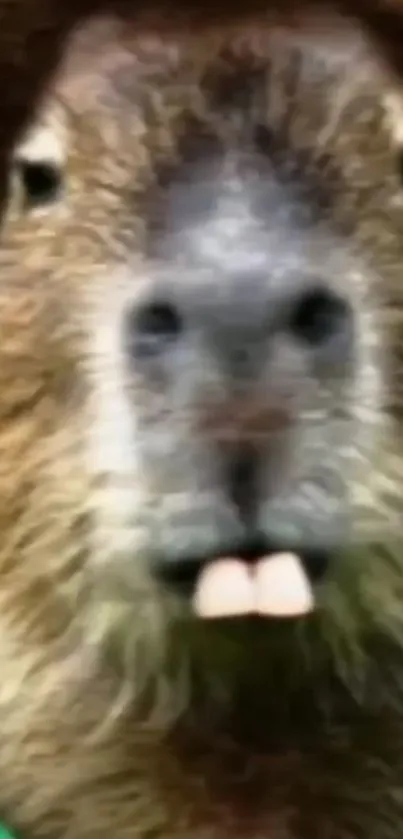 Close-up image of a capybara with prominent teeth, showcasing its cute furry face.