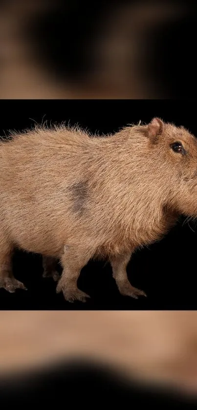 Cute capybara against black background on phone wallpaper.