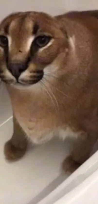 Caracal cat sitting in a bathtub on a white background.