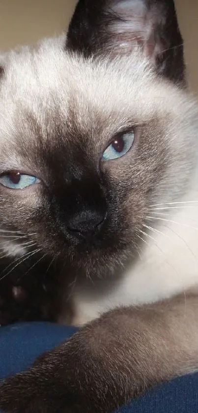 Siamese cat cuddles with a dog on a blue blanket.