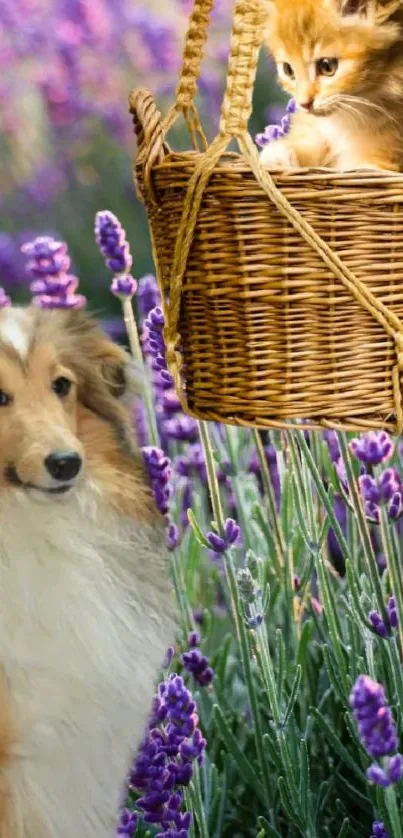 Cute cat in basket with dog in lavender field.