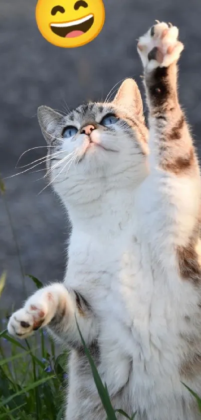 Playful cat reaching toward laughing emoji in a grassy outdoor setting.