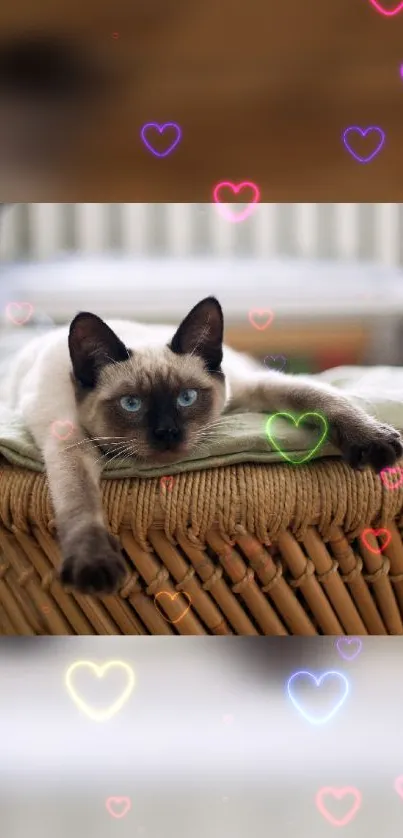 Siamese cat resting with neon heart decorations.