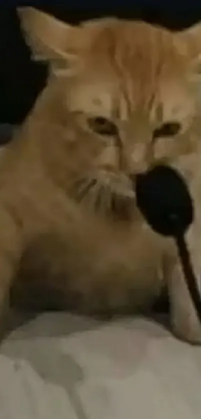 Orange tabby cat speaking into a microphone.