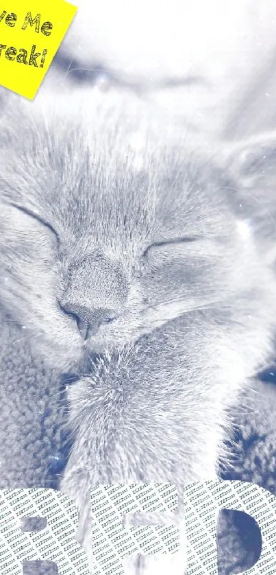 Peaceful cat with 'BED' text, perfect for relaxation.