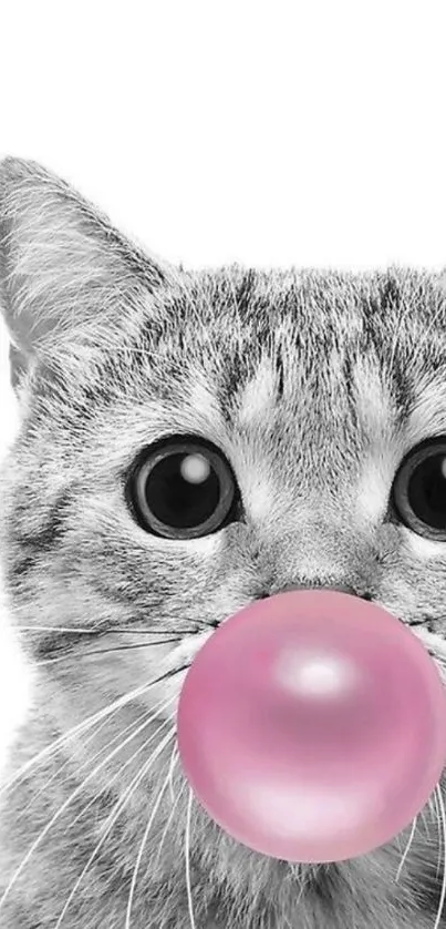 Cute black and white cat blowing pink bubblegum.