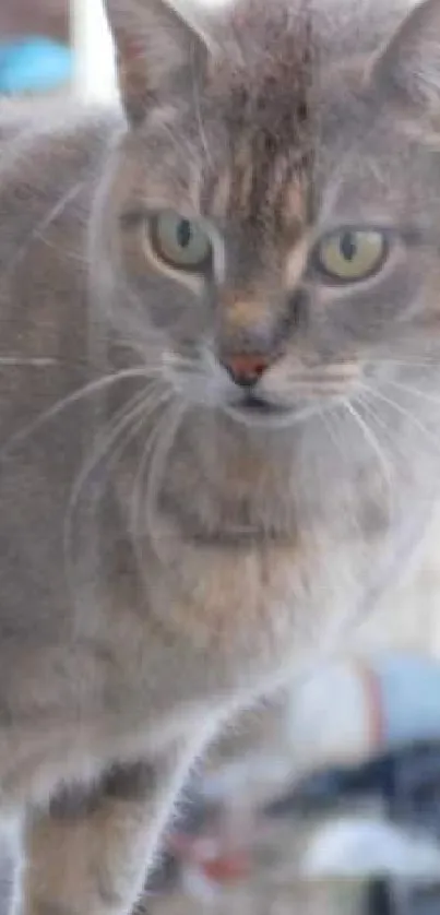 Adorable grey cat gazing through window on a calm day.