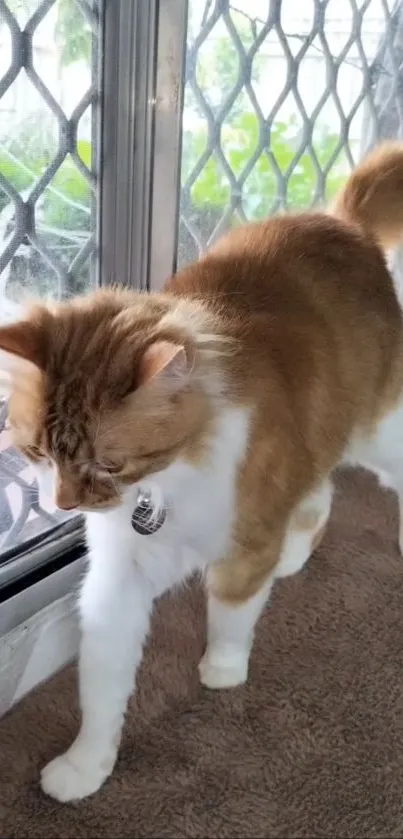 A cute cat with white paws near a window.