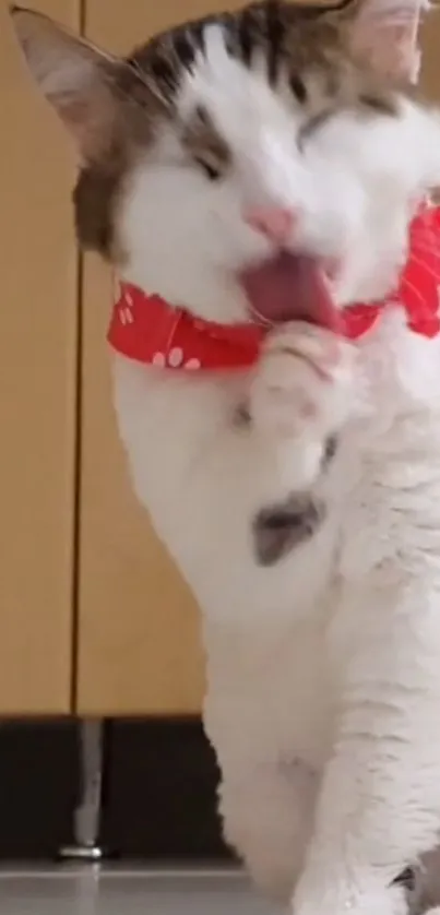 Adorable cat in a red scarf licking its paw.