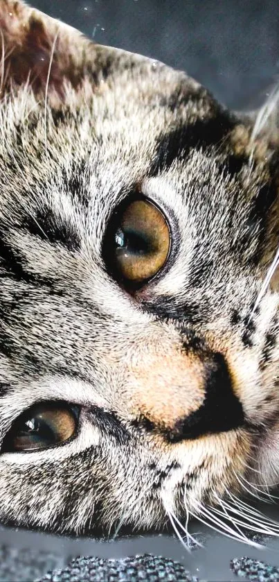 Close-up of a cute tabby cat with expressive eyes.