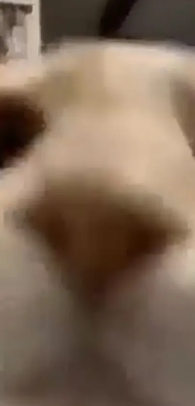 Close-up of a cute cat's nose and face.