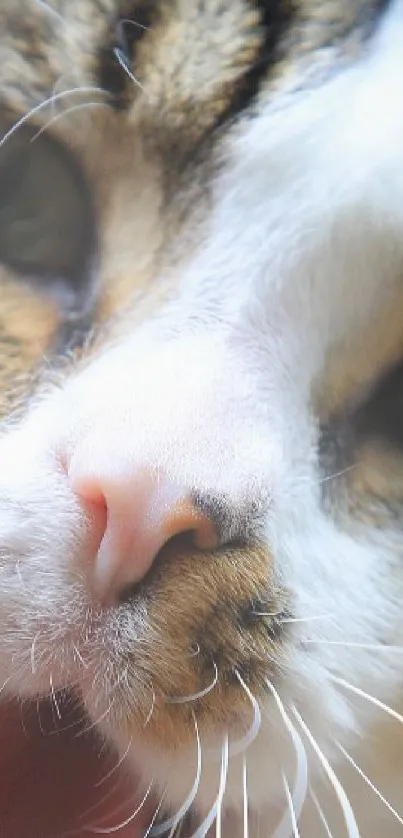 Close-up of cute cat face with soft white fur and pink nose.