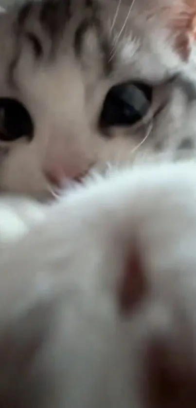 Close-up of an adorable cat with large eyes.