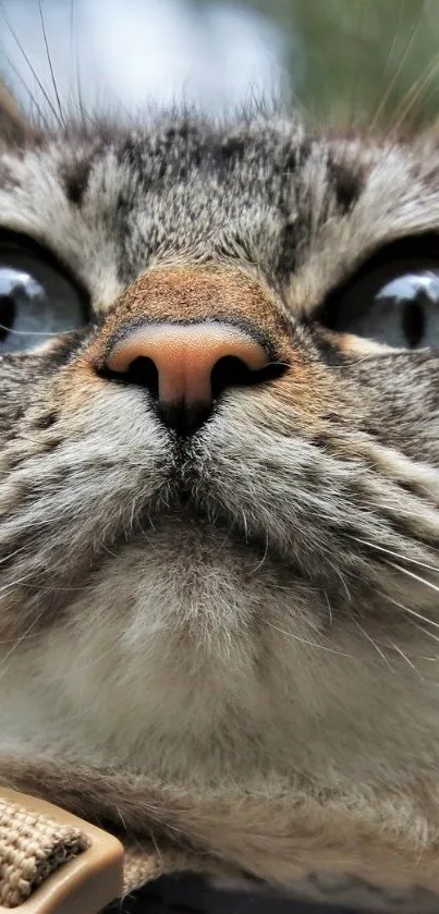 Close-up of an adorable cat looking upwards for wallpaper.