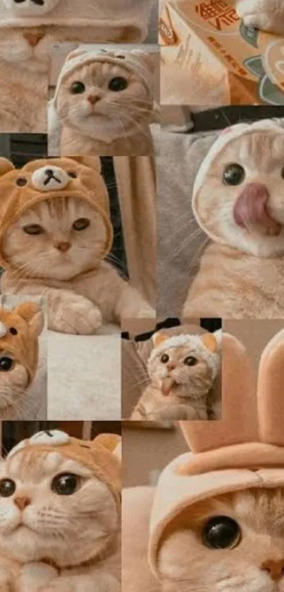 Collage of a cute cat wearing various hats.