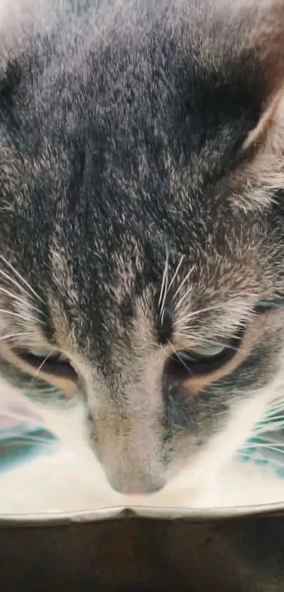 Grey tabby cat enjoying a bowl of milk.