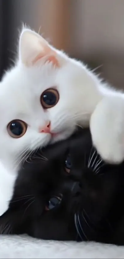 Cute white and black kittens snuggling.
