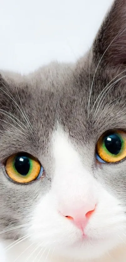 Close-up of cute gray and white cat with striking yellow eyes.